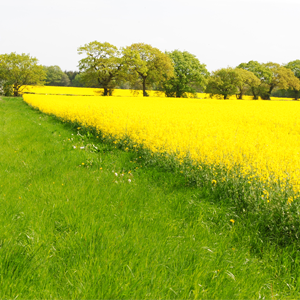 Natural Farming Environment