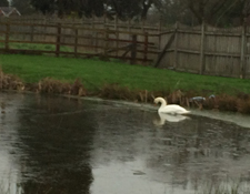 swan on pond