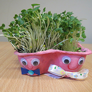 cress in egg box