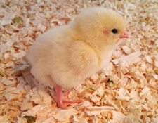 chick