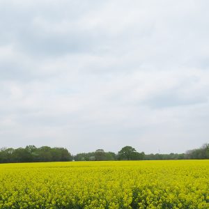 Oil seed rape