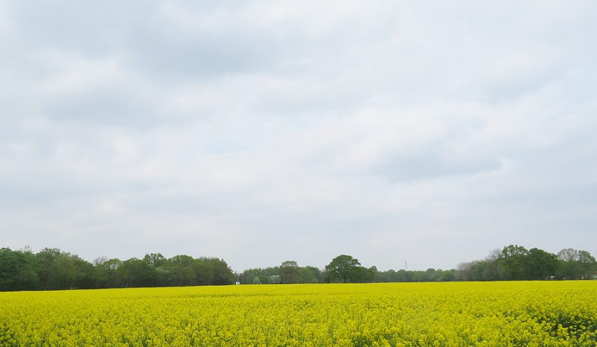 Oil seed rape