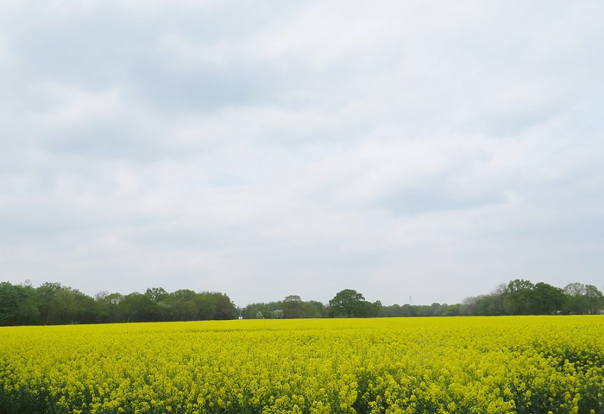 Oil seed rape