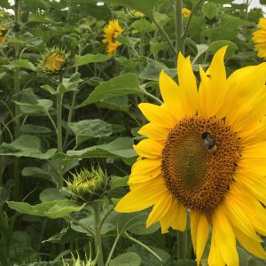 sunflower