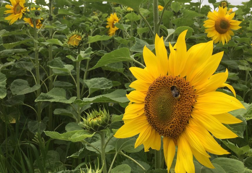 sunflower