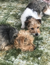 farm dogs on green carpet