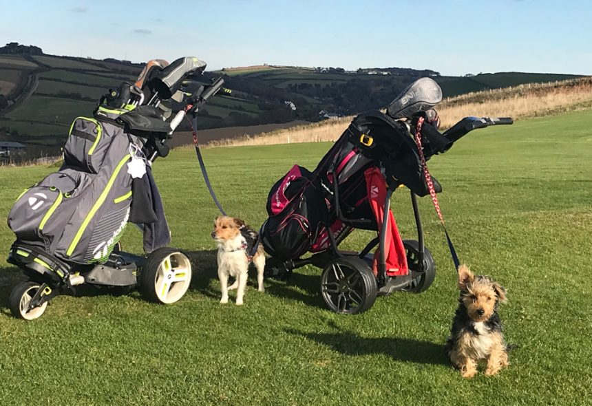 dogs with golf trolleys