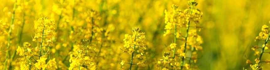 rapeseed-oil-banner Rapeseed Oil
