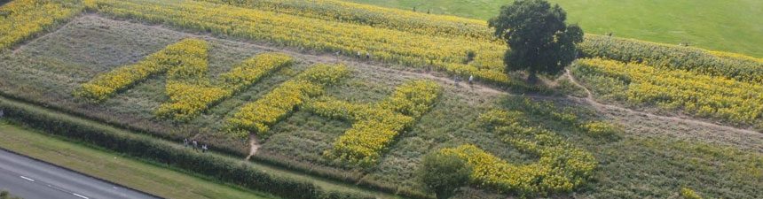 nhs-web Sunflower calendar 2021