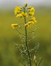 oil seed rape flower in field