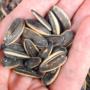 sunflower seeds