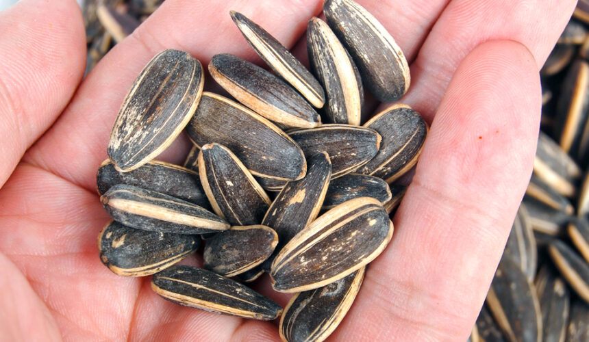 sunflower seeds