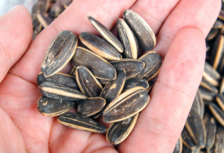 sunflower seeds