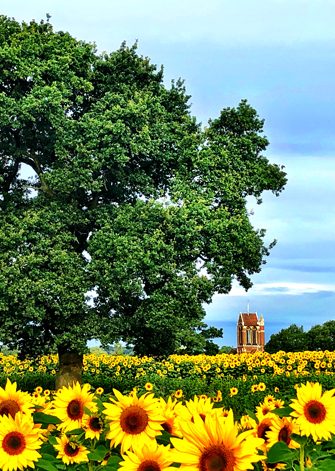 sunflowers rhs