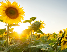 June sunflowers in field