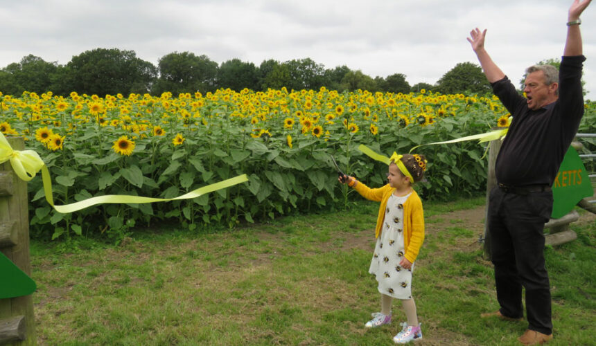 sunflower