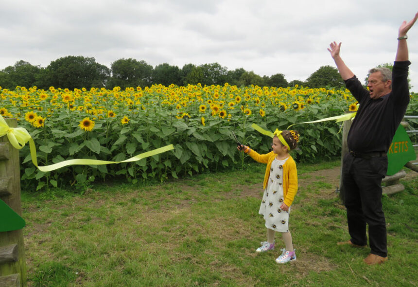 sunflower