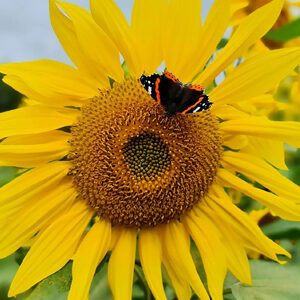 sunflowers 