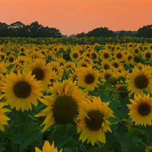 becketts sunflower field