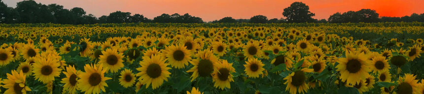 becketts sunflower field