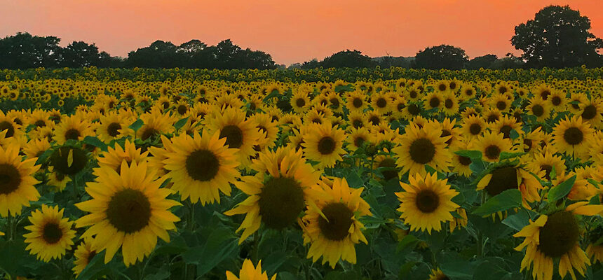 becketts sunflower field