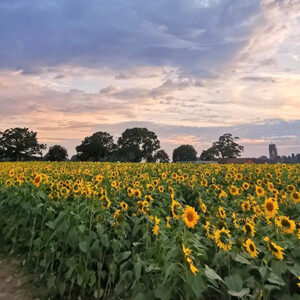 sunflowers in sunset