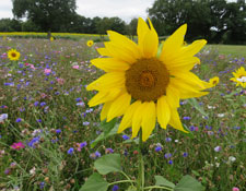 sunflower