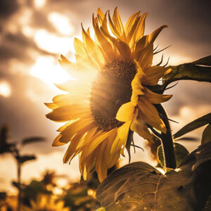 sunflower winner