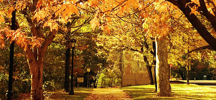 blog-autumn-trees autumn trees