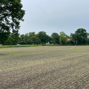 simons news sunflowers in farm field