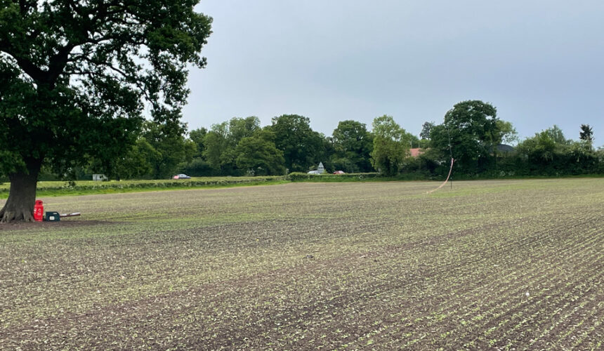 simons news sunflowers in farm field