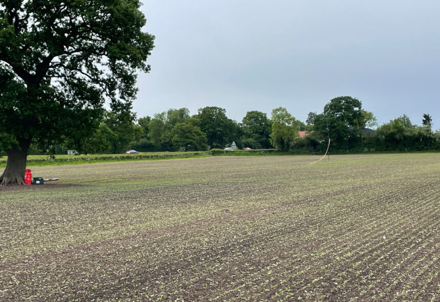 simons news sunflowers in farm field