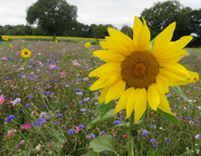 farm sunflower