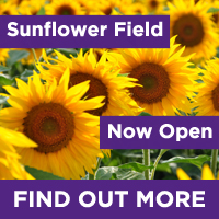 Sunflower Field Now Open