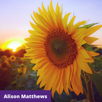 sunflower photo