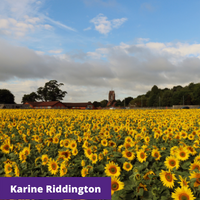 sunflower photo