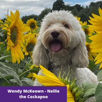 sunflower photo