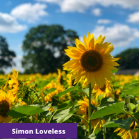 sunflower photo