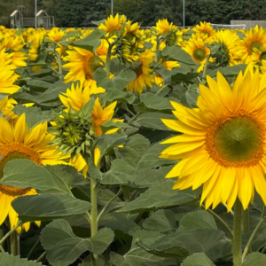 sunflower field - the star of the summer