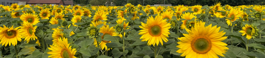 sunflower field - the star of the summer