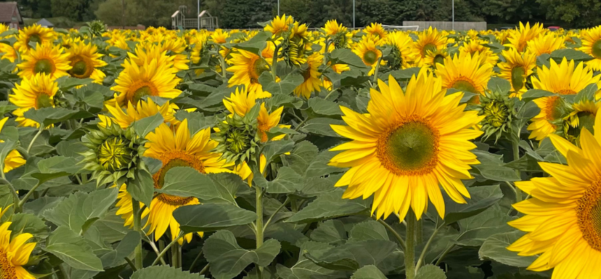 sunflower field - the star of the summer