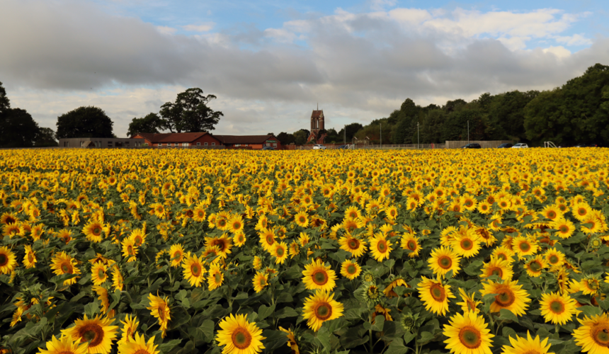 sunflowers-social Our Charity Highlights 2022