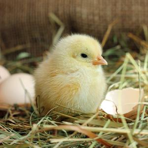 things to do this easter holiday 