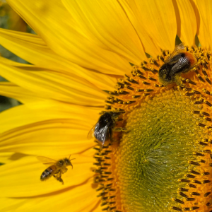 bee on sunflower