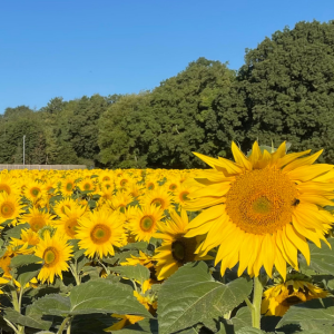 sunflower field 