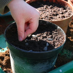planting sunflower seeds