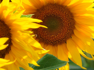 sunflower feature