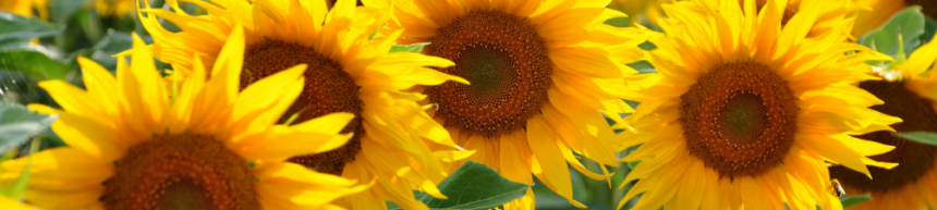 sunflower feature