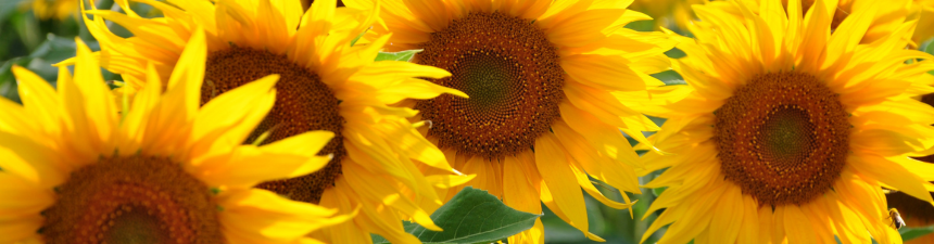 sunflower feature