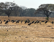 Vultures